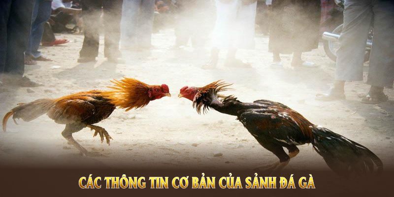 Các thông tin cơ bản của sảnh đá gà WS168 King88