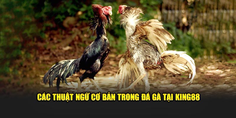 Các thuật ngữ cơ bản trong đá gà King88