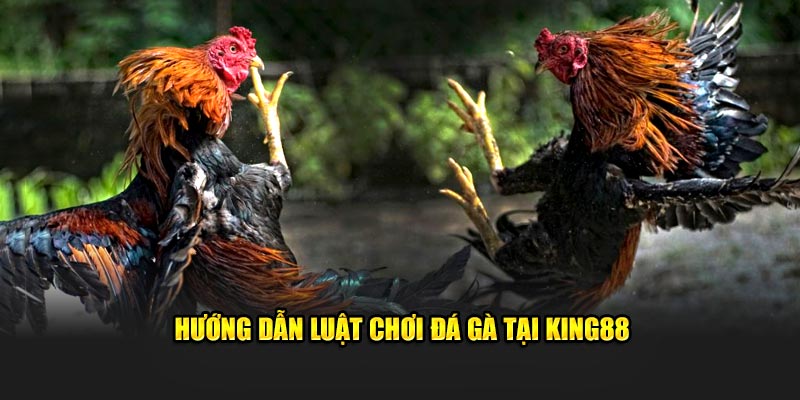 Hướng dẫn luật chơi đá gà tại King88