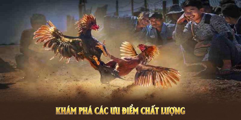 Khám phá các ưu điểm chất lượng của sảnh đá gà WS168 King88