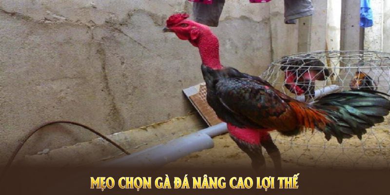 Mẹo chọn gà đá nâng cao lợi thế và tối ưu sức chiến đấu