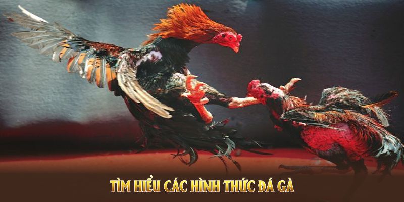 Tìm hiểu các hình thức đá gà WS168 King88 nổi bật nhất