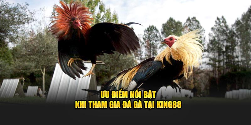 Ưu điểm nổi bật khi tham gia đá gà tại King88