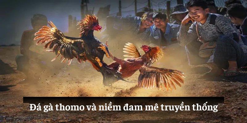 Đá gà thomo và niềm đam mê truyền thống