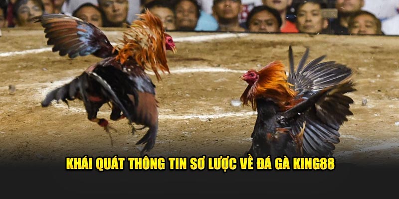 Khái quát sơ lược về chuyên mục đá gà King88