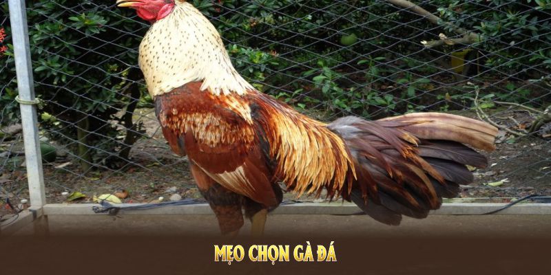 Mẹo Chọn Gà Đá